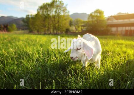 White goat kid grazes on green spring grass meadow, sun back light farm in background, wide angle photo Stock Photo