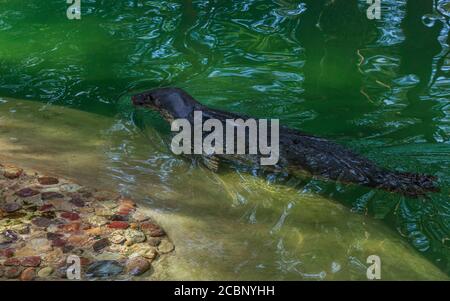 Grey seal swimming in green water pull, sea dog house in Riga zoo garden Stock Photo