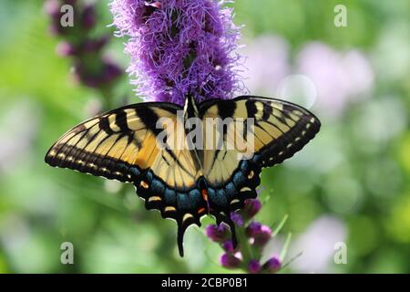 Close up of an Eastern Tiger Swallowtail Butterfly getting nectar from a purple Liatris flower using selective focus in Wisconsin, USA Stock Photo