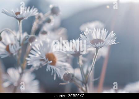 Closeup bright shot of sun rays falling on chamomiles Stock Photo