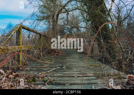 Looking Across a Broken, Abandoned, and Overgrown Wooden Bridge Stock Photo