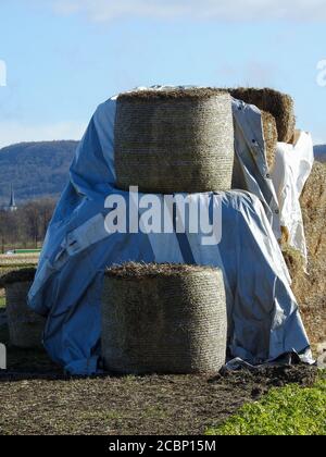 A group of hay rolls on a green meadow under the cloudy sky Stock Photo ...