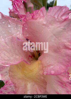 Raindrops on Gladiola Flower in Close Up Stock Photo