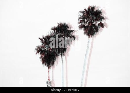 Double Exposure of Three Palm Trees in a Row at a Beach in Santa Cruz, California, USA Stock Photo