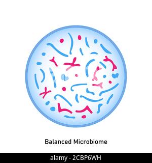 Balanced microbiome. Normal flora of the skin and mucous membranes. Probiotics. Lactic acid bacteria. Good bacteria and microorganisms for gut and int Stock Photo