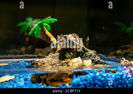Young tortoise Mississippi turtle in little aquarium island relaxing Stock Photo