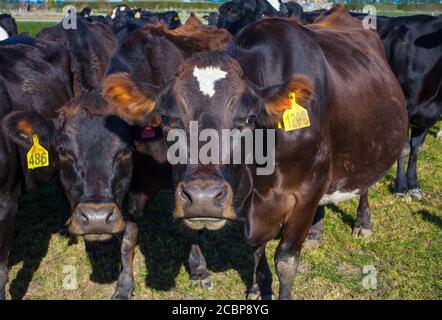 New Zealand Countryside Scenes: Herds of Dairy Cows Stock Photo