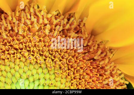 Sunflower, macro shot, focus stacking, Germany Stock Photo