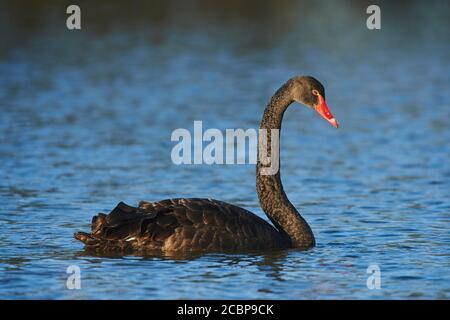 Black swan (Cygnus atratus) swimming on a lake, wildlife, Franconia, Bavaria, Germany Stock Photo