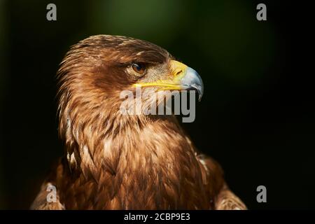 Steppe eagle (Aquila nipalensis ), portrait, captive, Bavaria, Germany Stock Photo