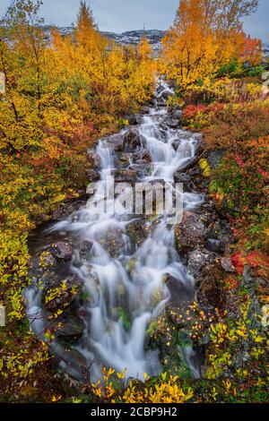Small mountain stream with colourful vegetation in autumn, Ruska Aika, Indian Summer, Indian Summer, Indian Summer, Tessand, Innlandet, Norway Stock Photo
