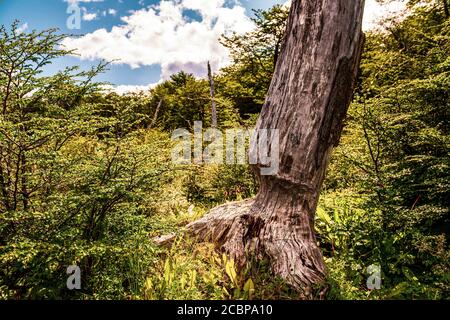 Ushuaia, end of the world, beginning of everything Stock Photo