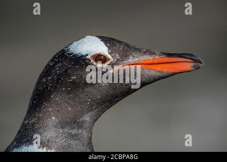 Gentoo penguin (Pygoscelis papua), portrait, Saunders Island, Falkland Islands, Great Britain, South America Stock Photo