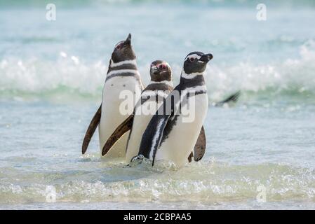 Magellanic penguins (Spheniscus magellanicus) in the surf on the beach, The Neck, Saunders Island, Falkland Islands, Great Britain, South America Stock Photo