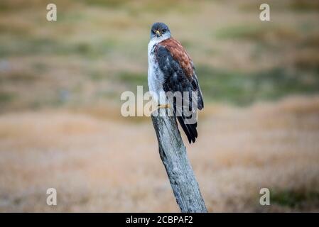 Variable hawk (Geranoaetus polyosoma ) sitting on a fence post, Carcass Island, Falkland Islands, United Kingdom Stock Photo