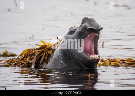 Southern elephant seal (Mirounga leonina) lies in water, Carcass Island, Falkland Islands, Great Britain, South America Stock Photo