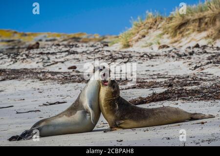 Southern elephant seal (Mirounga leonina), two adolescent animals arguing playfully, Carcass Island, Falkland Islands, Great Britain, South America Stock Photo