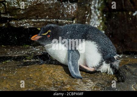 Rockhopper Penguin (Eudyptes chrysocome) cleans its plumage at a fresh water site, Saunders Island, Falkland Islands, Great Britain, South America Stock Photo