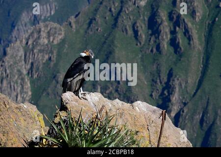 Andean condor (Vultur gryphus), male, sitting on a rock, Colca Canyon, Arequipa region, Peru Stock Photo