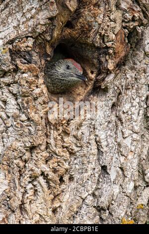 European green woodpecker (Picus viridis), almost fledgling bird looking out of the nesting cave in a walnut tree, Kukmirn, Burgenland, Austria Stock Photo