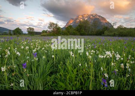 Meadow with white mountain daffodils (Narcissus radiiflorus) and Siberian iris (Iris sibirica), at sunrise, behind it the Grimming, Trautenfels Stock Photo