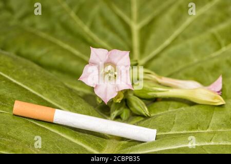 tobacco plant to cigarette Flower of a tobacco plant (Nicotiana tabacum) with a cigarette, Berlin,  Germany Stock Photo