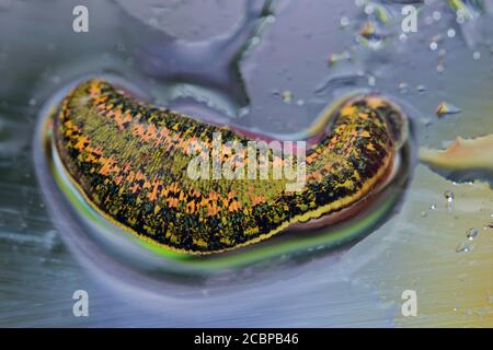 Medicinal leech (Hirudo medicinalis), Berlin, Germany Stock Photo