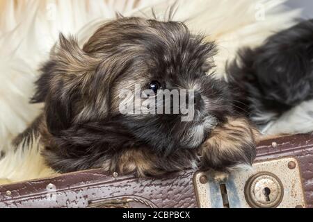 Shih Tzu puppy show from old suitcase, 8 weeks, portrait, studio photography Stock Photo