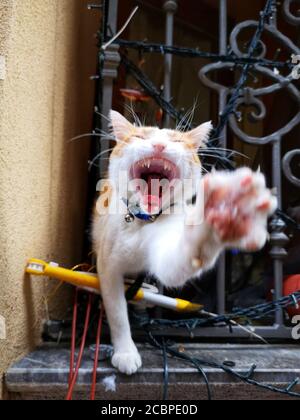 Vertical shot of an aggressive cat hissing at the camera and ready to attack Stock Photo