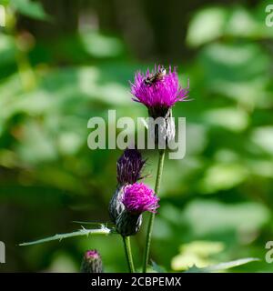 Pink flower with bee feeding on it on the Baldy Mountain hiking trail at Duck Mountain Provincial Park, Manitoba, Canada Stock Photo