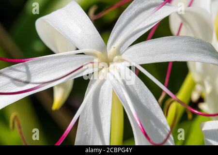Giant crinum lily, a.k.a. poison bulb (Crinum asiaticum) macro shot of flower - Davie, Florida, USA