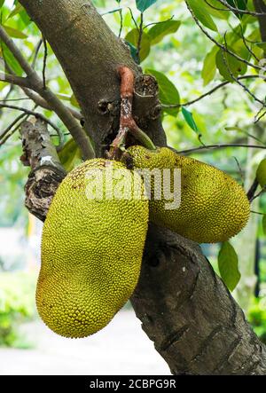 Jackfruit Tree and young Jackfruits Stock Photo