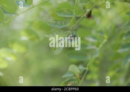 Selective focus shot of Japanese beetles Popillia japonica on the tree branches Stock Photo