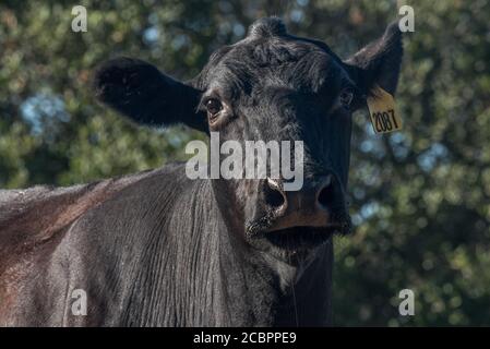 A free range black angus cow portrait taken on a sunny day in Coastal California. Stock Photo