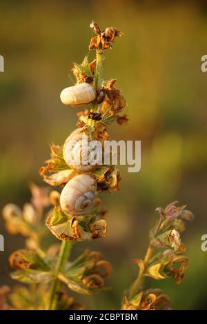Group of white snail shells sit on the stem of a plant in the garden ...