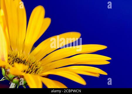 A close-up photo of a beautiful and cheerful garden African daisy flower (Gazania, Asteraceae family), bright colours on dark background. Shallow DOF Stock Photo
