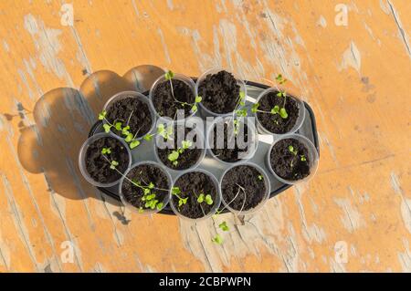 Top view on container full of plastic cups with young brussels sprouts ready to bed out Stock Photo