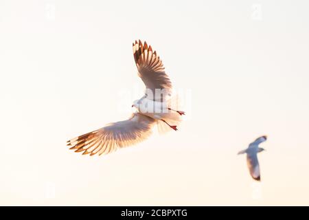 Two Seagulls flying in sunset sky, white wings against the sky, Gull during winter migration. Bang Pu, Gulf of Thailand. Low angle view. Stock Photo