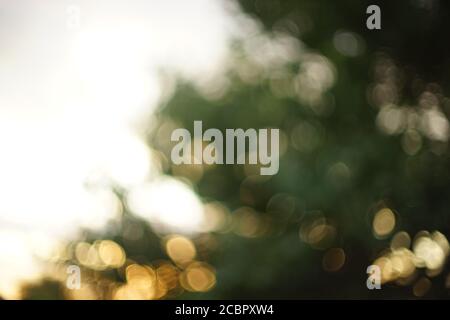 Bokeh burred background in green and golden colors. Summer tree and white evening sky with setting sun in blur Stock Photo