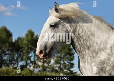 Portrait of dapple gray draft Persheron horse. Stock Photo