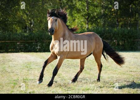 Paso fino horse stallion galloping free in summer evening ranch Stock Photo