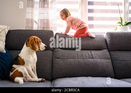 Little baby girl with beagle dog sitting on the sofa at home. Stock Photo