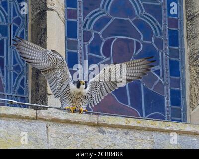 Female Peregrine (Falco peregrinus) with outstretched wings perched on ledge in front of stained glass window, Ely Cathedral, Ely, Cambridgeshire Stock Photo