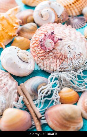 Assortment of seashells on blue background. Summer beach and holiday concept. Stock Photo