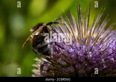 A close up of a bee on a globe thistle, with a shallow depth of field Stock Photo