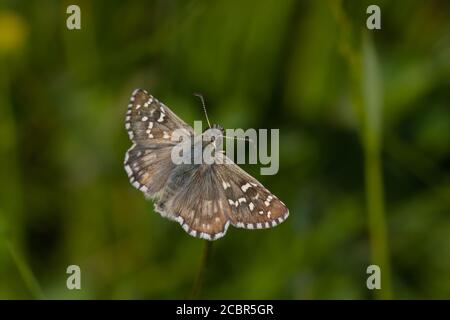 Large grizzled skipper (Pyrgus alveus), photographed  in Uppland Sweden, June 2020. Stock Photo