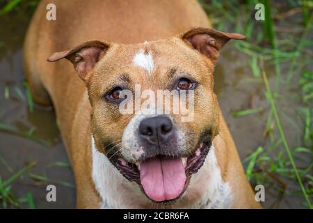 American Staffordshire Terrier looking up into the camera Stock Photo