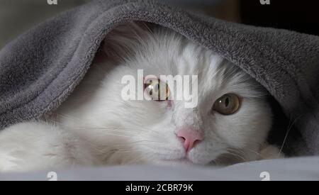 White cat peering out from under a blanket whilst laying on a bed. Stock Photo