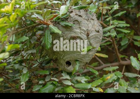 A close up of a large wasp nest seen hanging from a branch of a garden shrub in the summer. Stock Photo