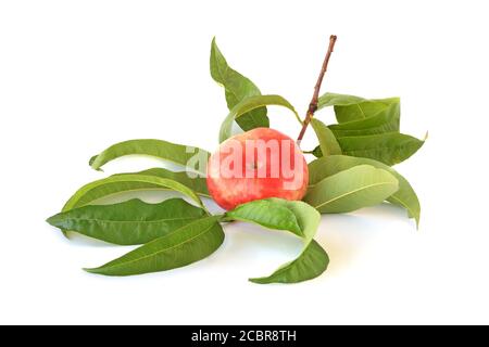 Sprig with flat fig peach isolated on white background Stock Photo
